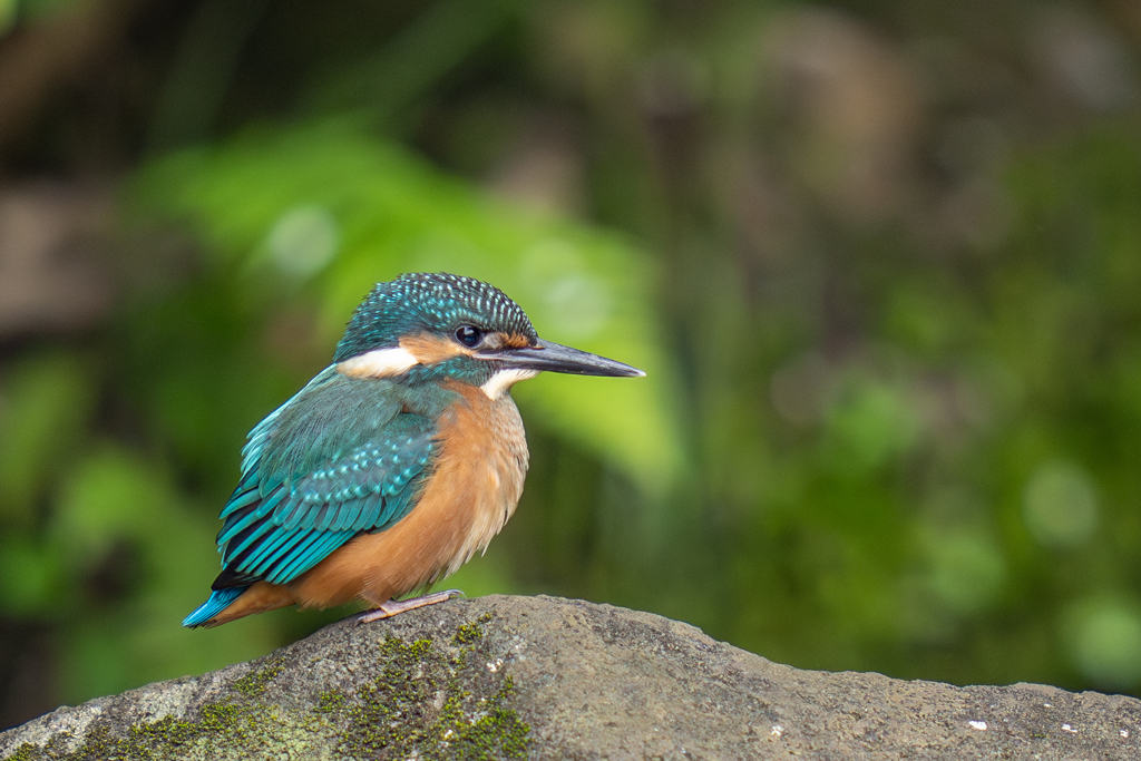 カワセミの生活