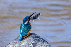 キャッチアンドリリース