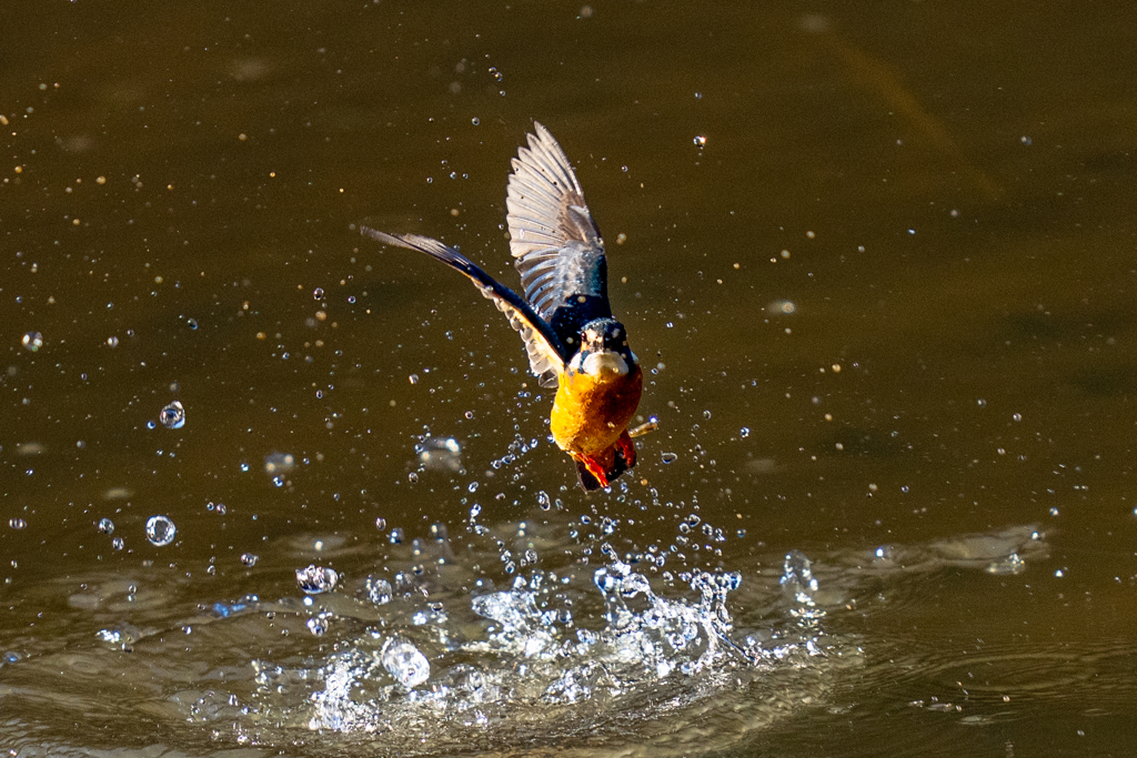 トラッキングカワセミ