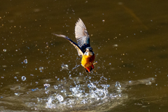 トラッキングカワセミ