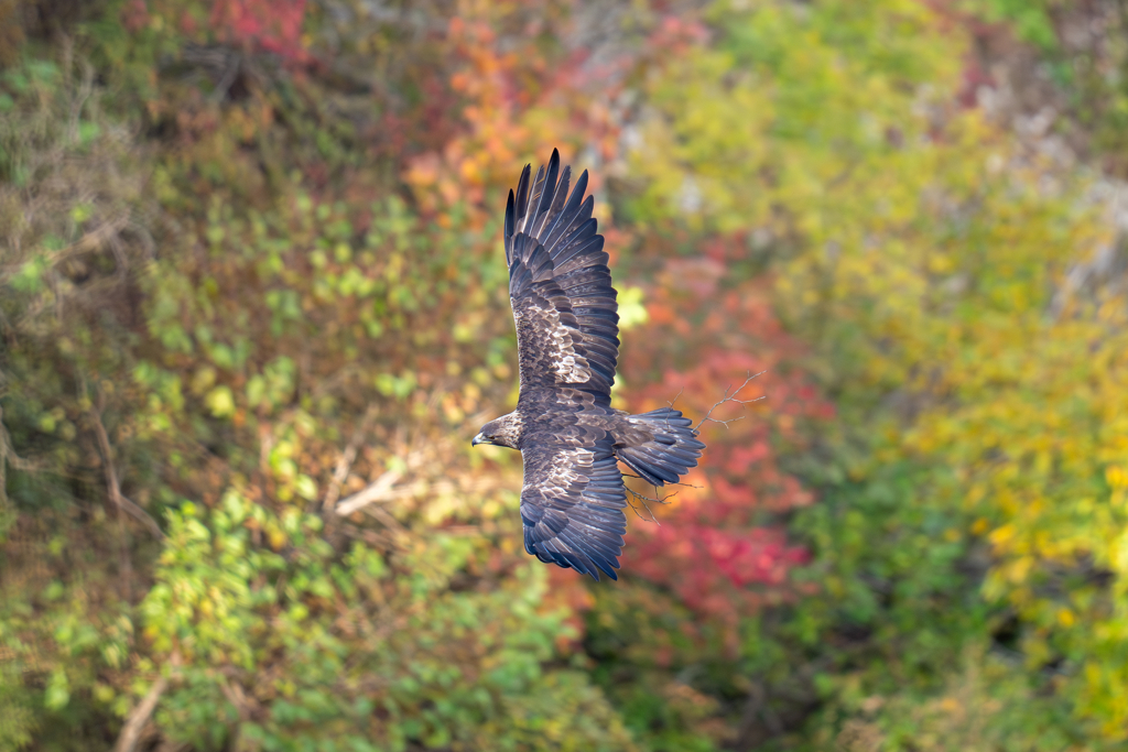 紅葉