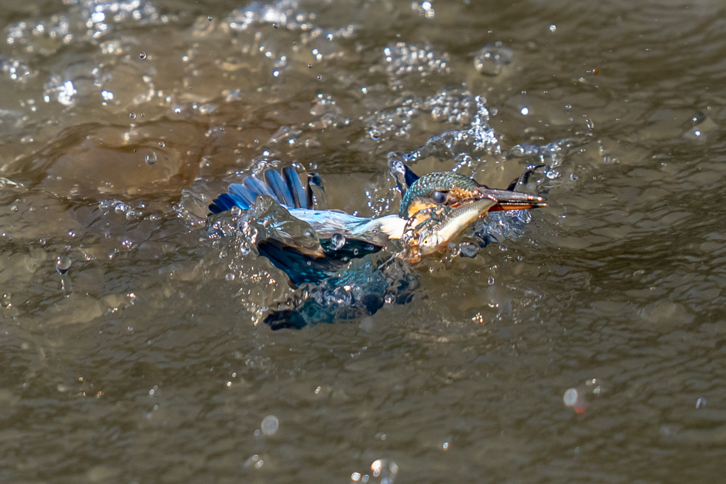 水浴び付きダイブ
