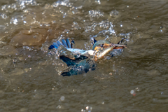 水浴び付きダイブ