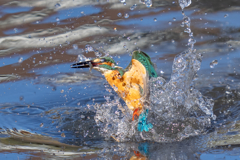 去年のカワセミ