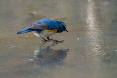 スケーティング