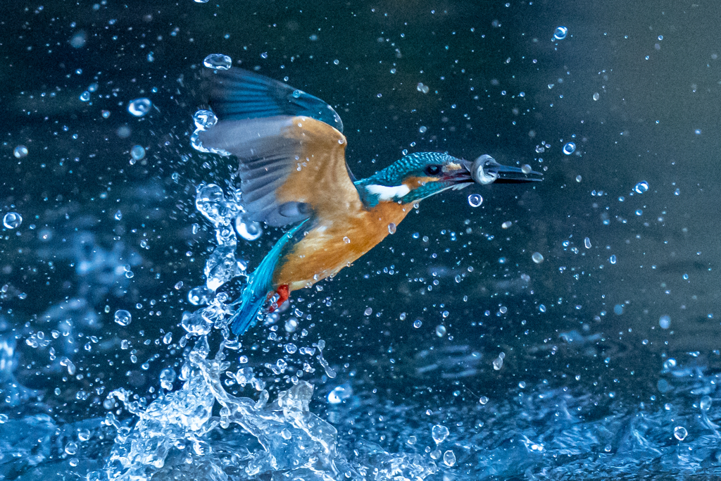 今日のカワセミ　日没