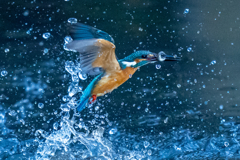 今日のカワセミ　日没