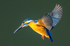 新春ホバ　参ノ型