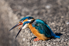 ペリット飛ばし