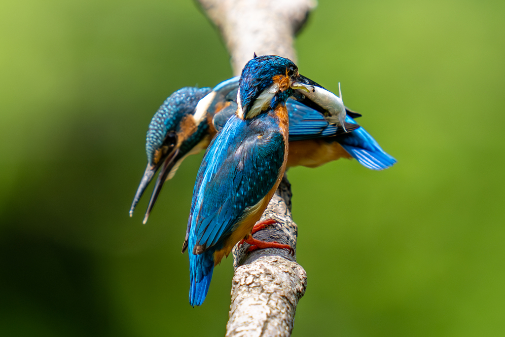 カワセミの生活