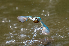 ゴールデンウィークのカワセミ