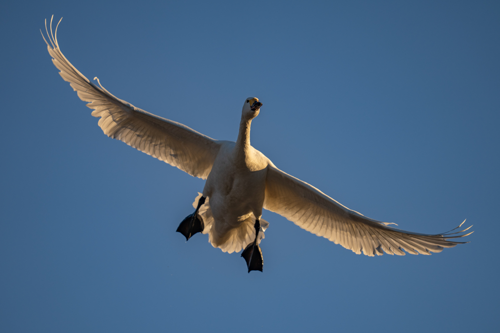 夕陽のコハクチョウ