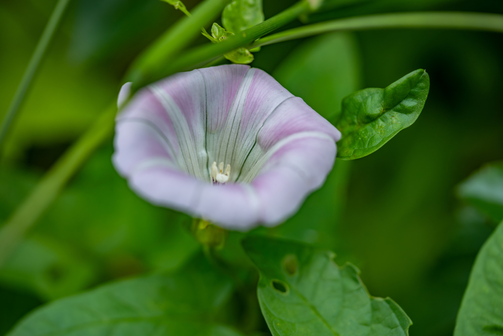 野草の時間