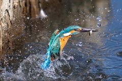 ターコイズブルー