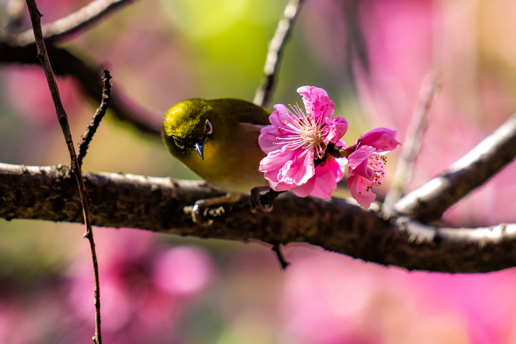 花桃メジロ