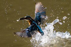 昨日のカワセミ