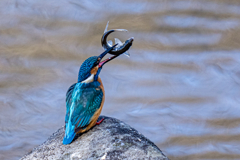 キャッチアンドリリース