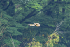 梅雨の新緑ホバ