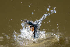 都会のカワセミ