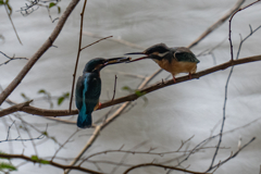 カワセミ給餌