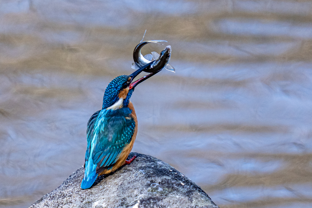 キャッチアンドリリース