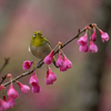 寒緋桜八景