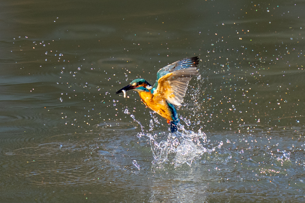クリスマスイブカワセミ