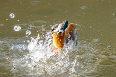 今日のカワセミ