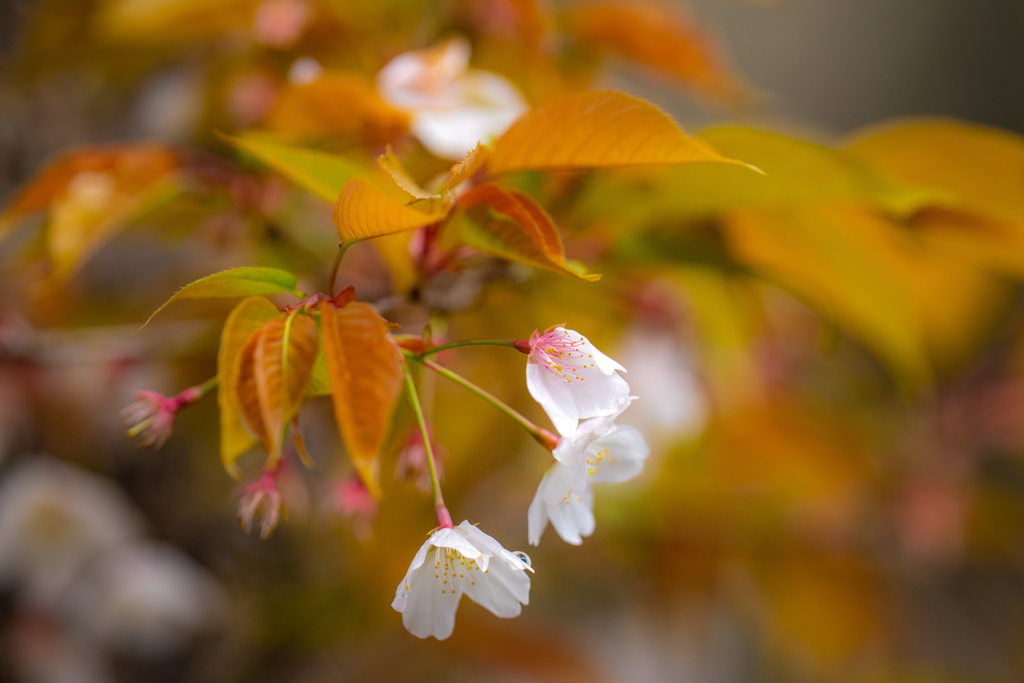 今日の桜