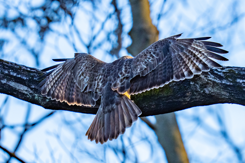 猛禽がサンタクロース