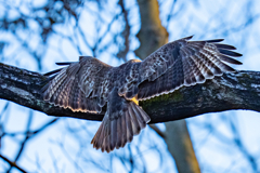 猛禽がサンタクロース