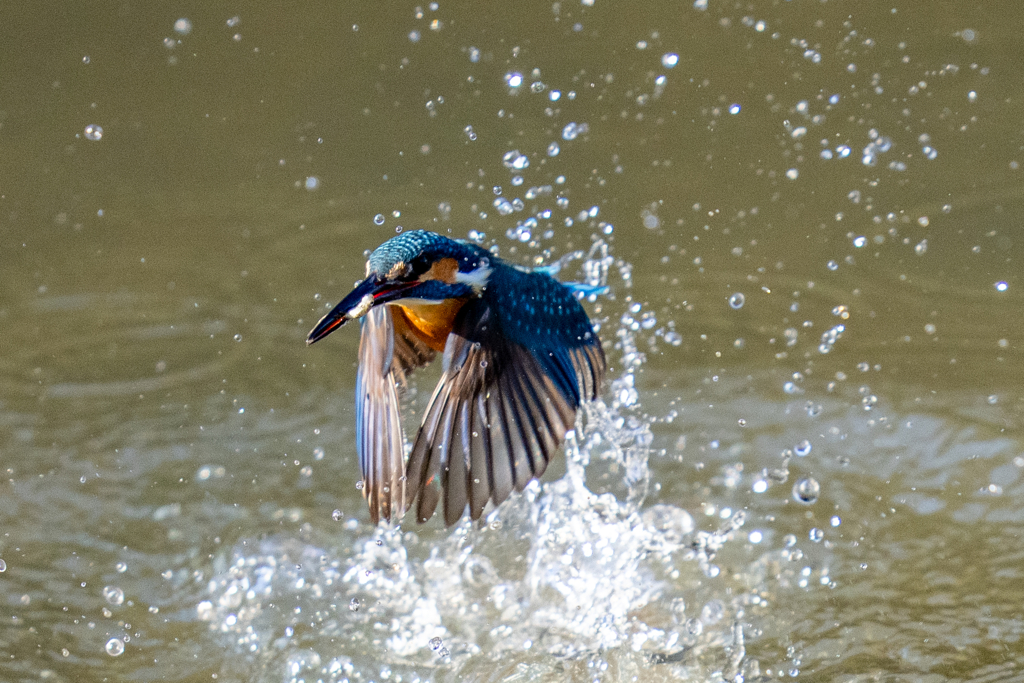 松ノ内カワセミ