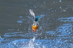 今日のカワセミ