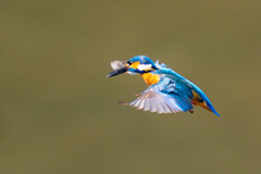 カワセミの生活