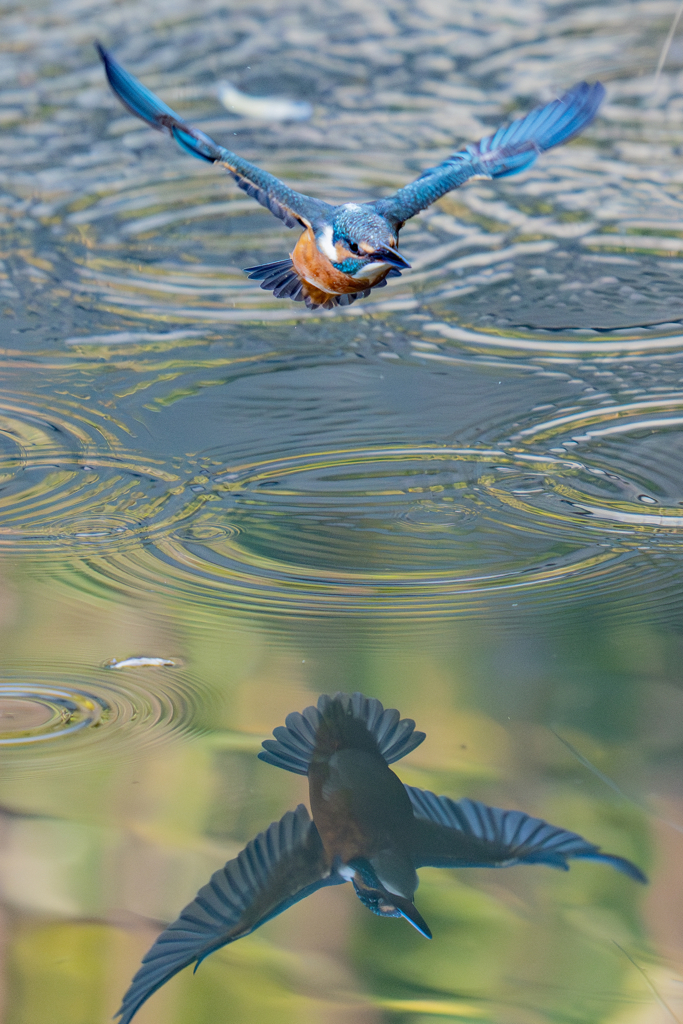 紅葉水鏡