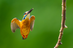 カワセミの生活