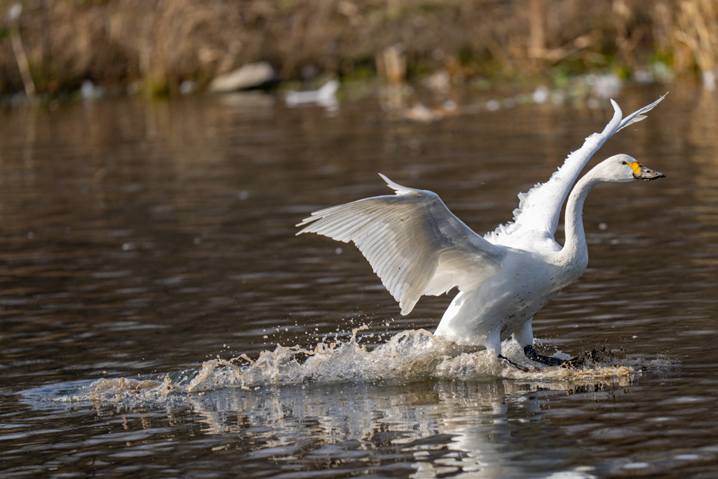 コハクチョウ着水