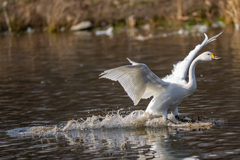 コハクチョウ着水