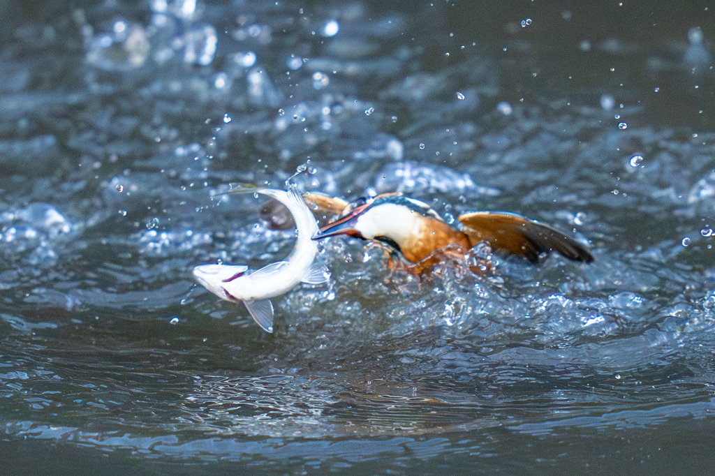 バラシの瞬間 その二