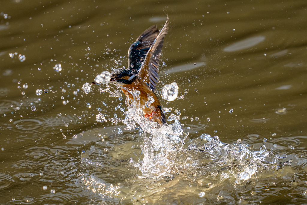 今日のカワセミ