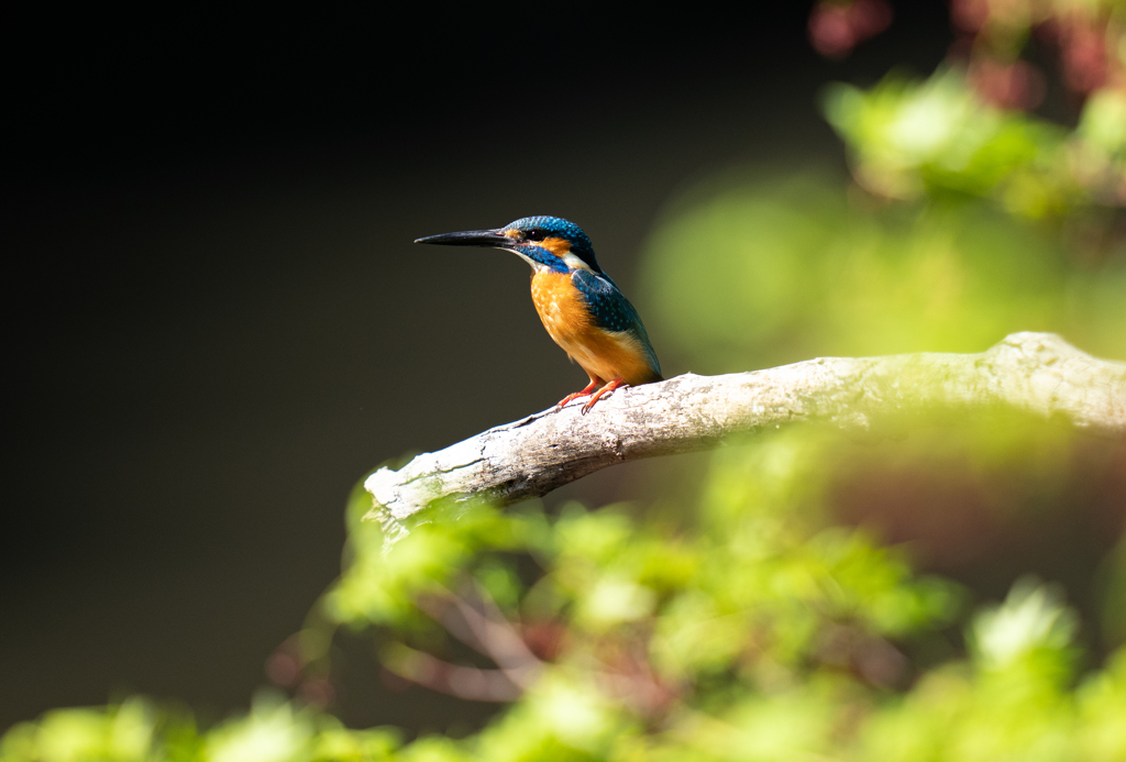 新緑とカワセミ