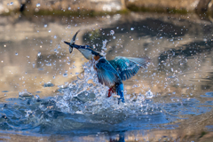 昨日のカワセミ