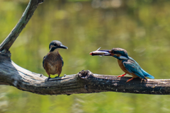カワセミの生活