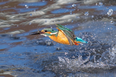 去年のカワセミ