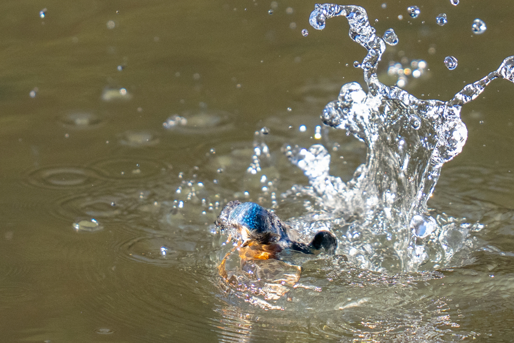 水々しい迎春ダイブ