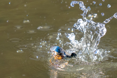 水々しい迎春ダイブ