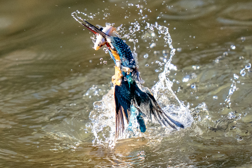 今日のカワセミ