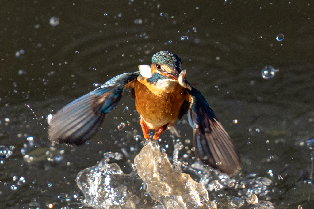 今日のカワセミ　上から