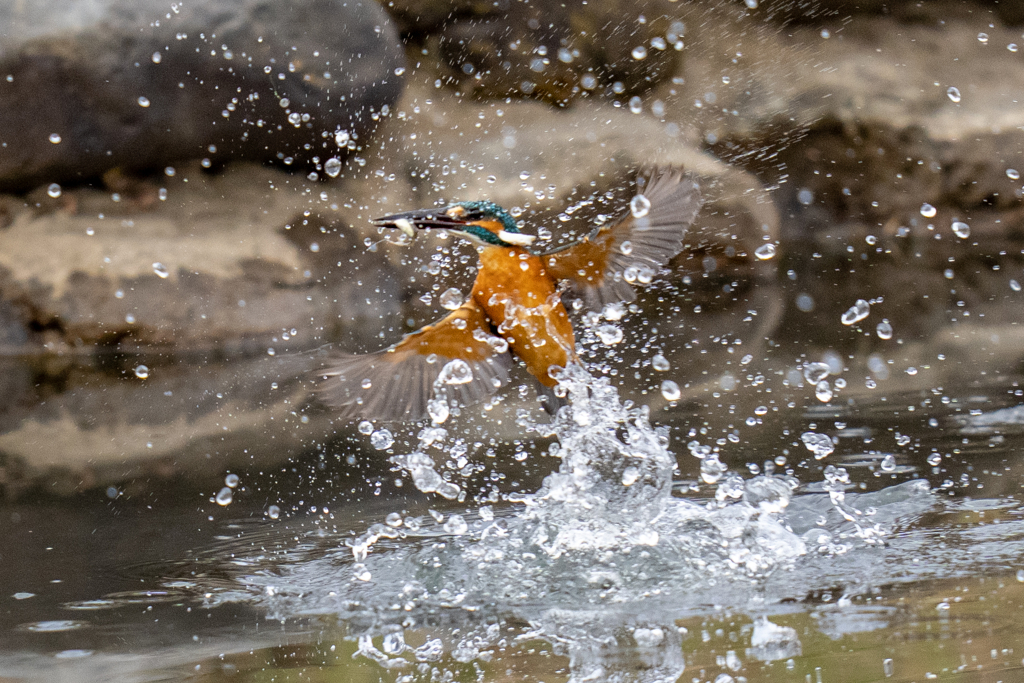 昨日のカワセミ