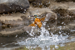 昨日のカワセミ